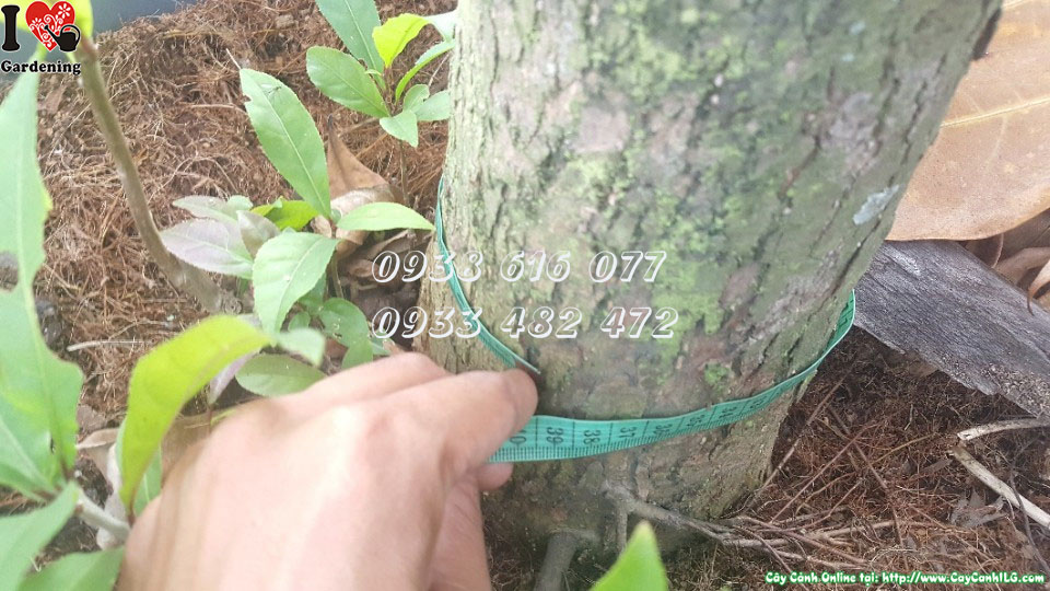Cây lộc vừng cao 2m5-3m đường kính 12cm Ms 30110 tại vườn ILG