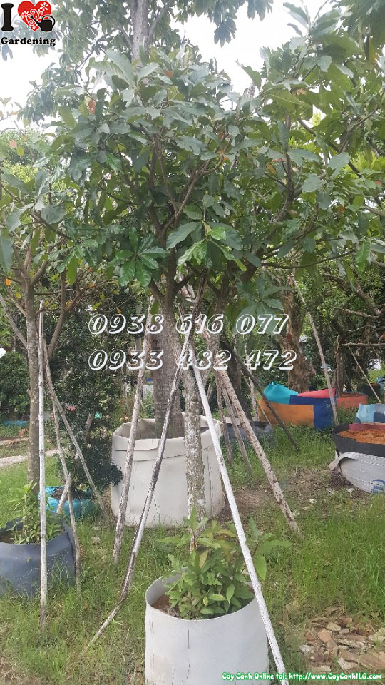 Cây lộc vừng Ms 30110 trồng sân vườn cảnh quan công trình