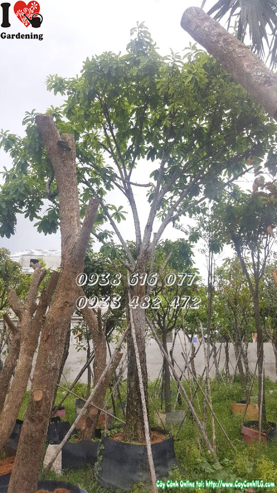 Cây Sala - ý nghĩa phong thủy và công dụng cảnh quan