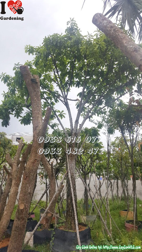 Cây Sala tán rộng - chăm sóc và phát triển