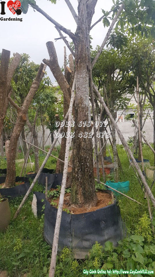 Hoa và thân cây Sala - đặc điểm nhận dạng