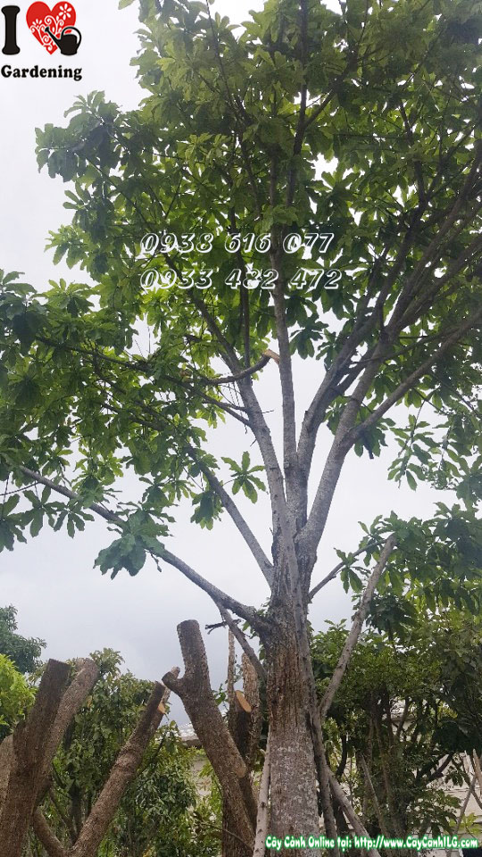 Cây Sala cổ thụ cao 5m tán rộng - khuôn viên cảnh quan