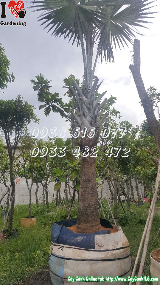 Cây kè bạc Ms 30080 - Biểu tượng thịnh vượng trong cảnh quan