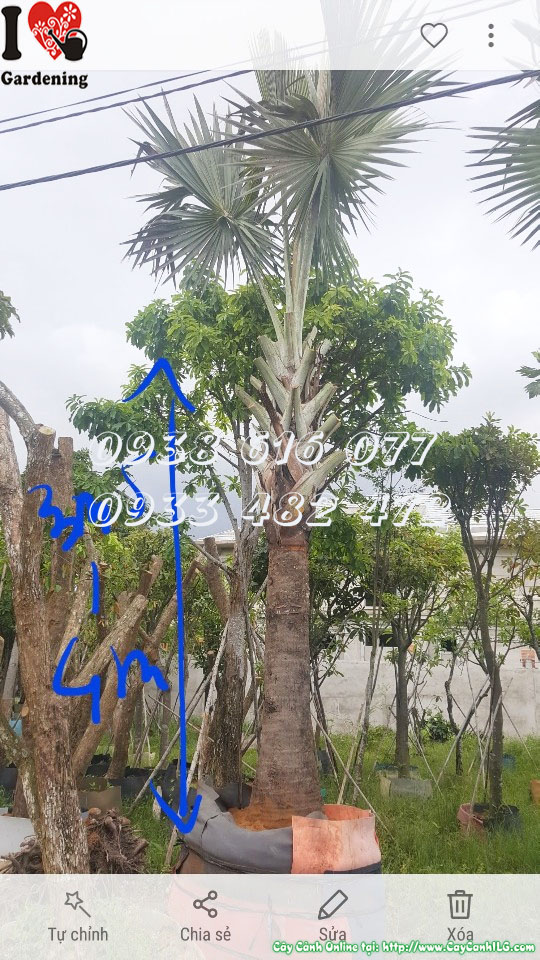 Tán lá xanh bạc đặc trưng của cây kè bạc cao 5m5