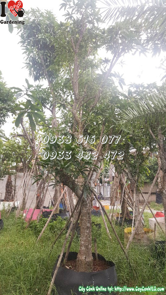 Hình ảnh cây xoài cát Hòa Lộc MS 30190 cao 4m