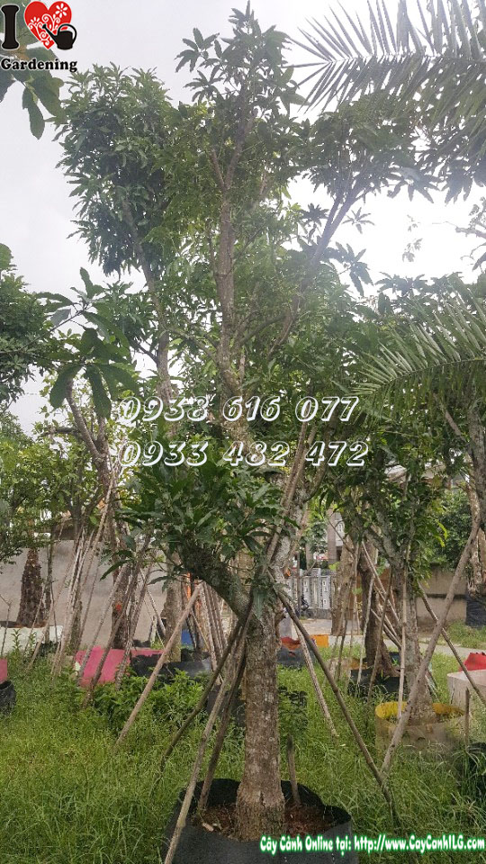 Chi tiết gốc và lá cây xoài cát Hòa Lộc 4m