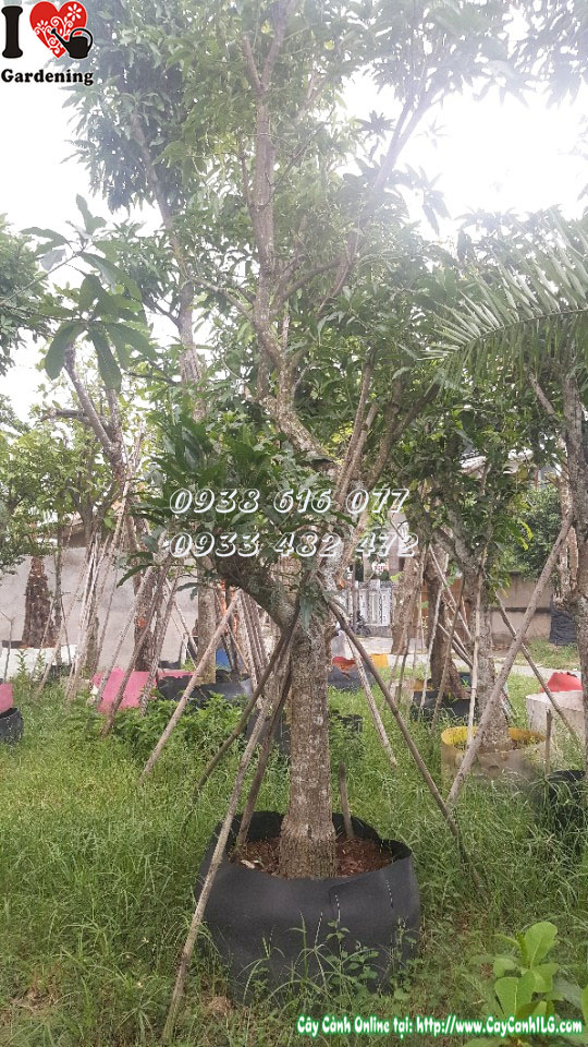 Tán cây xoài cát Hòa Lộc cao 4m rộng đẹp