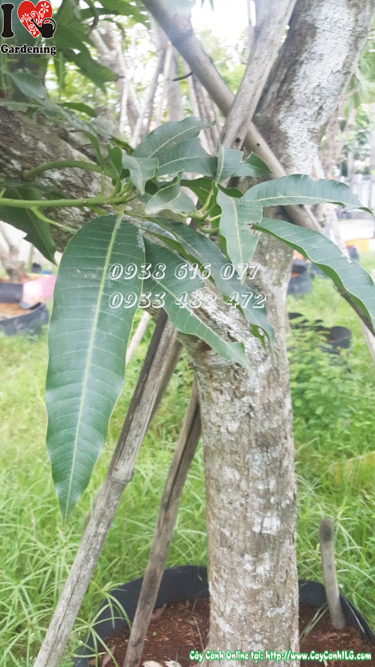 Cây xoài cát Hòa Lộc 4m gốc to khỏe, tán rộng
