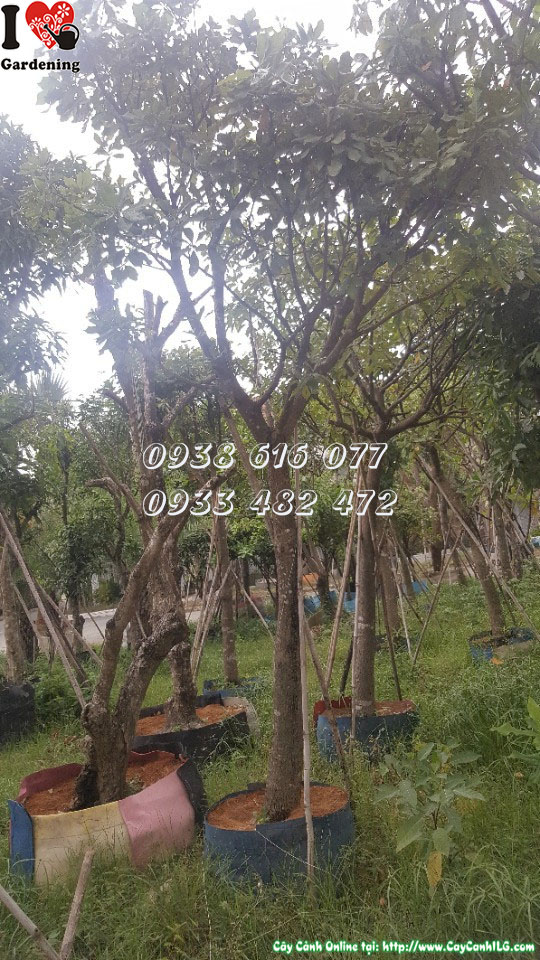 Hoa lộc vừng đỏ rủ dài - cây lộc vừng 4m Ms 30115 ILG caycanhilg.com