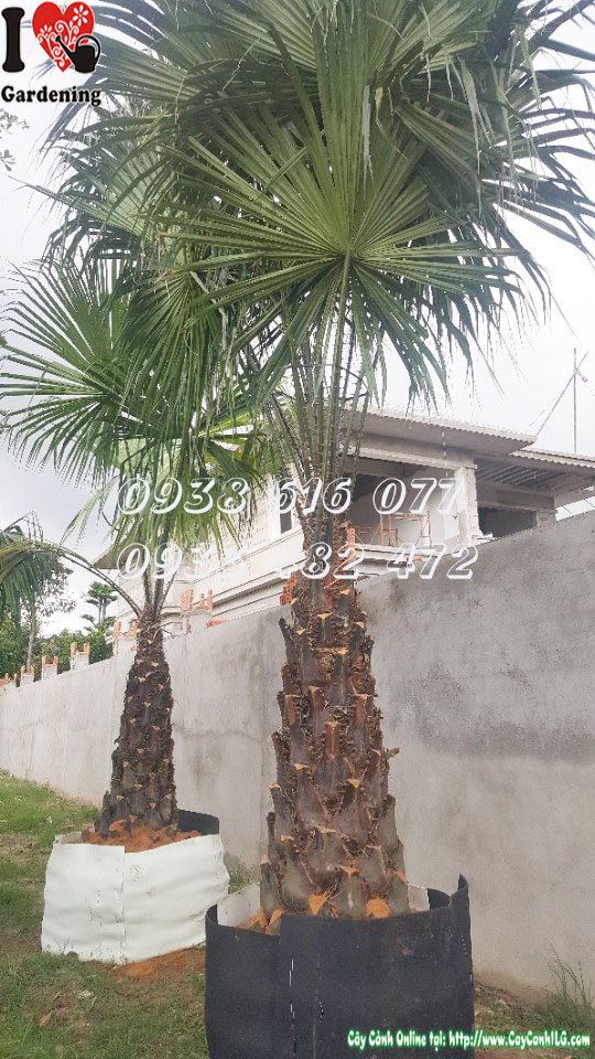 Cây kè gai cao 4m lóng dài 1m5 - cây công trình cảnh quan