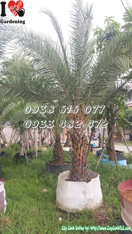 Tán lá cây chà là cao 3m xanh tươi đặc trưng