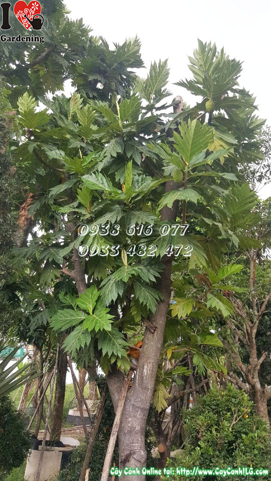 Lá và tán cây sa kê cao 4m5 đường kính 25cm nhìn từ gần