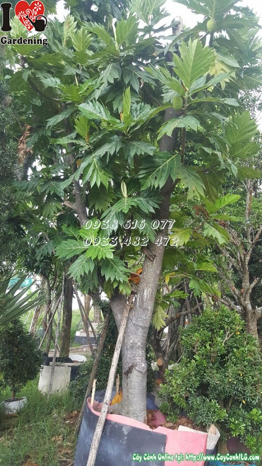 Thân và tán lá cây sa kê cao 4m5 đường kính 25cm Ms 30140