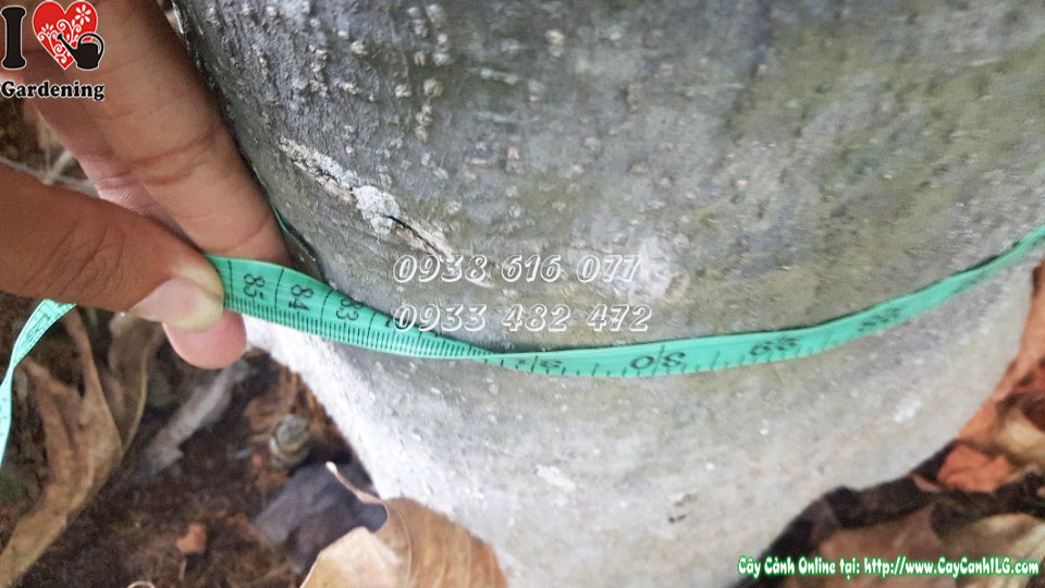 Cây sa kê đường kính 25cm cao 4m5 – Ms 30140 tại ILG