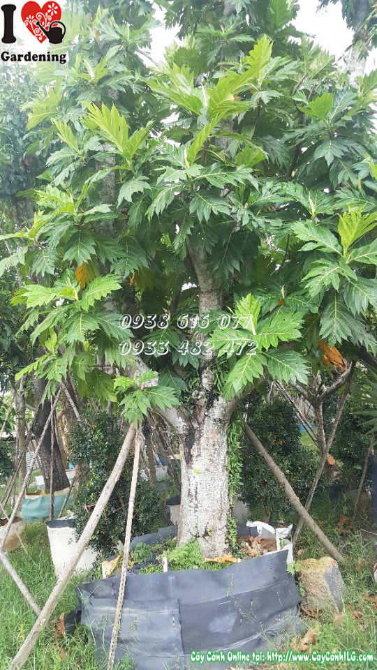 Cây sa kê đường kính 45cm cao 6m - cây cổ thụ cảnh quan ILG