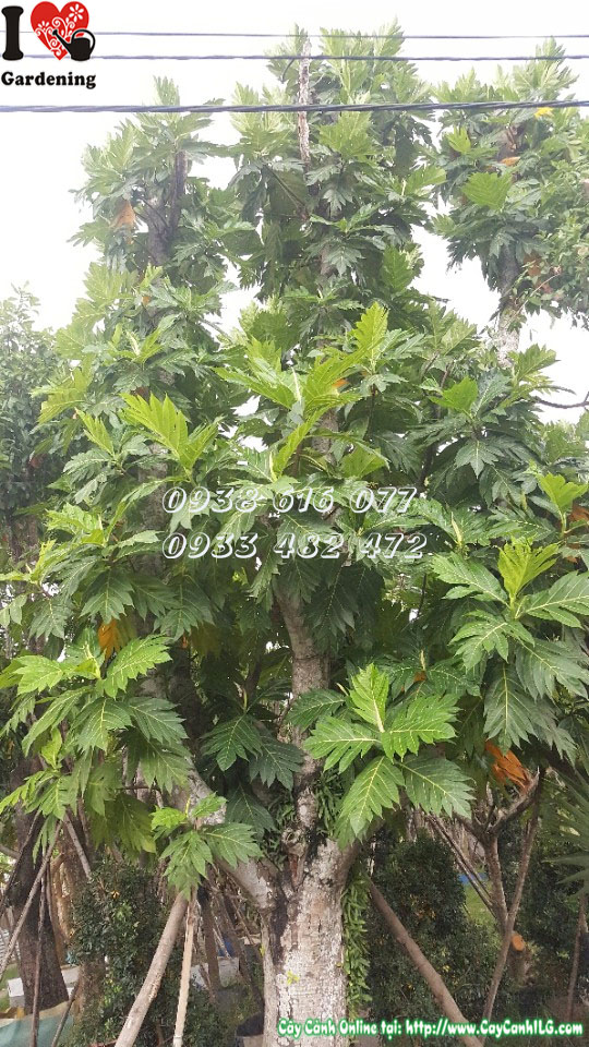 Tán lá cây sa kê rộng xanh mát – kích thước 6m