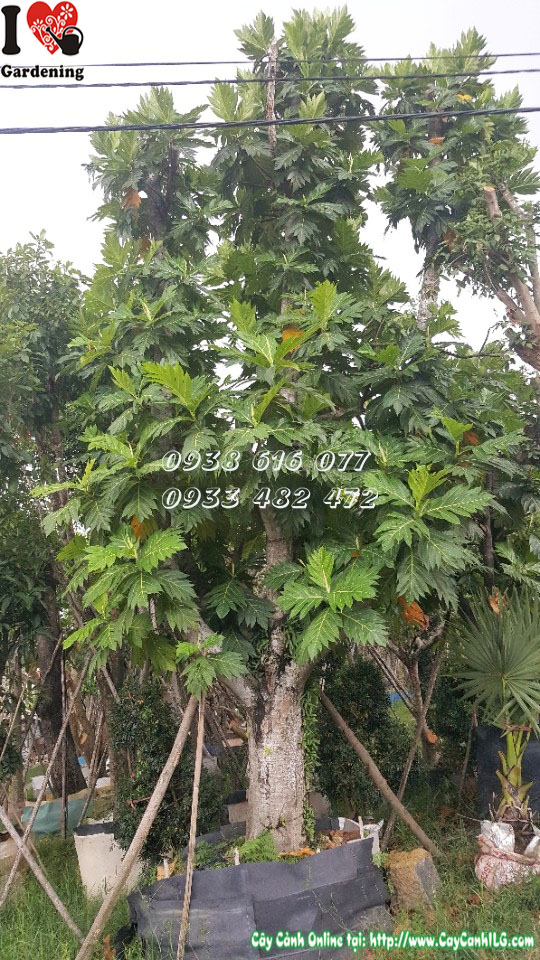 Cây sa kê cao 6m thân gỗ chắc chắn tán lá rộng