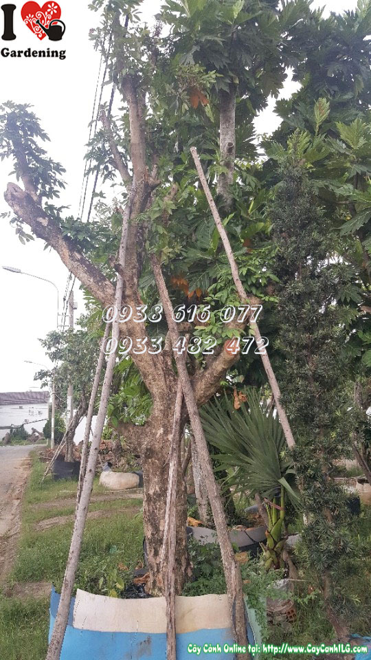 Cây nhãn cổ thụ cao 4m đường kính 30cm tại ILG – Ms 30135