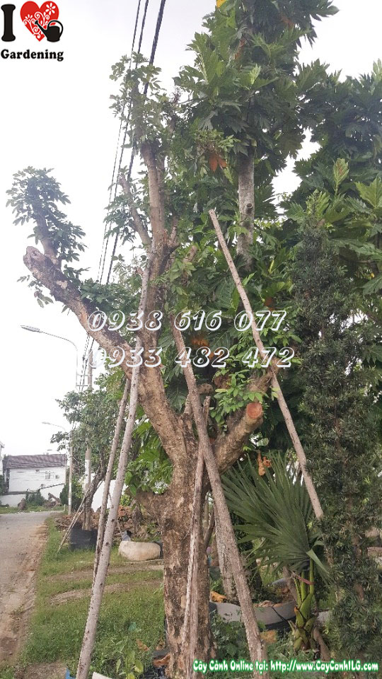 Cây nhãn 4m tán rộng xanh mát – phù hợp dự án cảnh quan công trình lớn