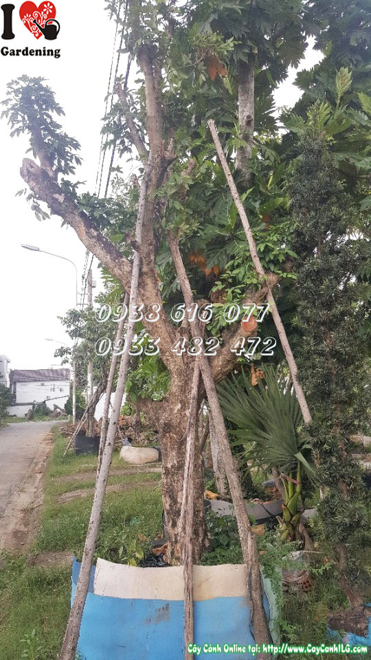 Thân gỗ cây nhãn đường kính 30cm – đặc điểm nhận diện cây cổ thụ Ms 30135