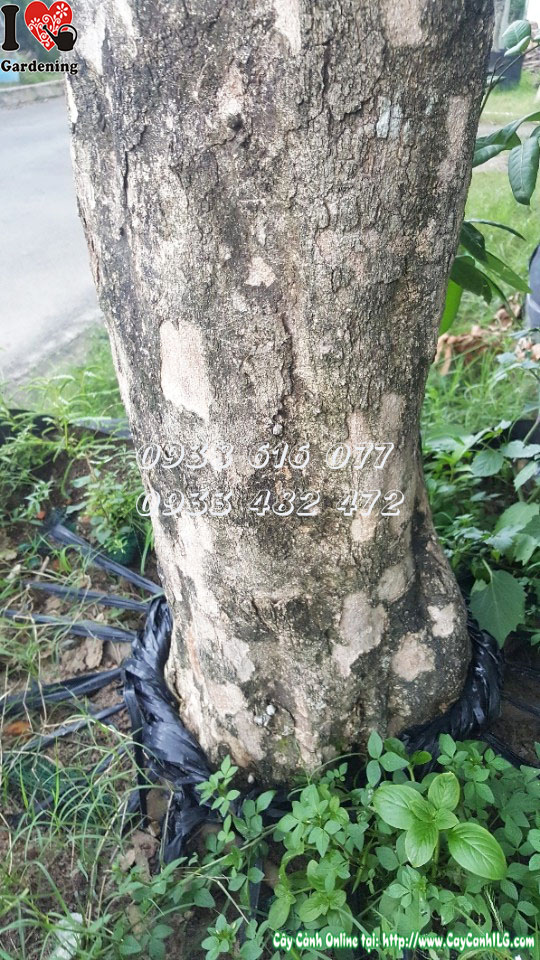 Tán cây nhãn cổ thụ 4m rậm rạp, xanh quanh năm – lý tưởng cho bóng mát công trình