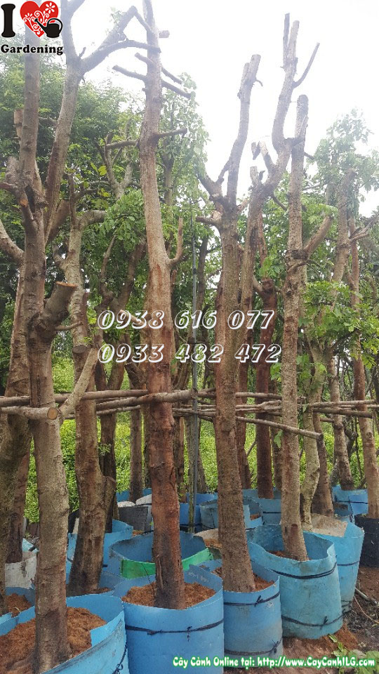 Cây Osaka Vàng – cung cấp sỉ lẻ tại vườn ILG TP.HCM