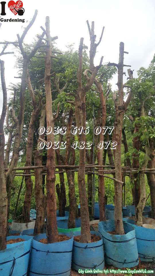 Cây Osaka Vàng tán đẹp trồng cảnh quan công trình