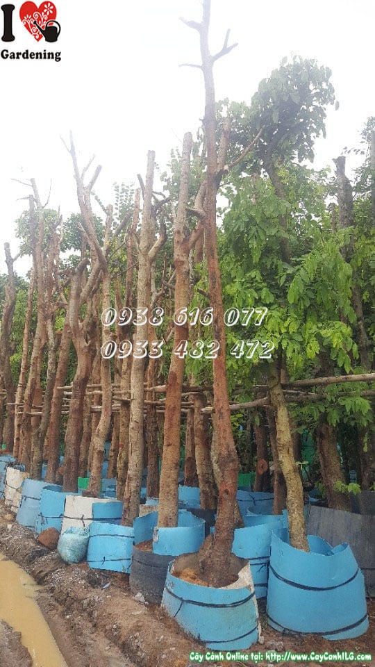 Cây Osaka Vàng Tán Đẹp đường kính 20cm tại vườn ILG