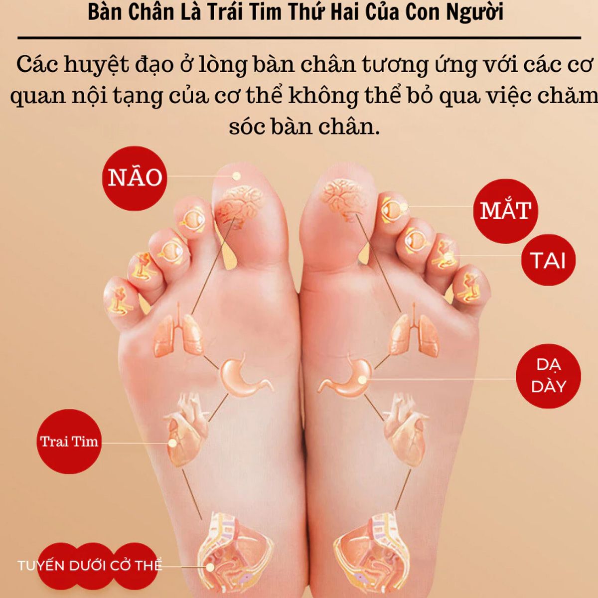 Hộp 50 Miếng Dán Ngải Cứu Thải Độc Dùng Dán Lòng Bàn Chân Giảm Mất Ngủ, Giảm Hôi Chân - M650