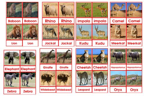 African Animals