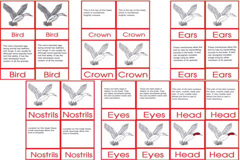 Bird Nomen clatures Age6to9