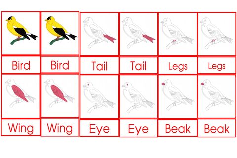 Bird Nomen Clatures Age3to6