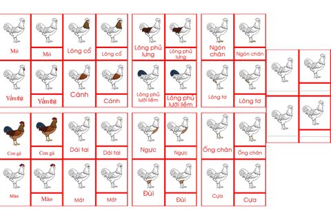 Chicken Nomenclature Cards