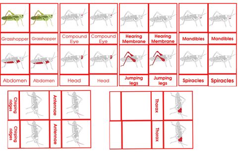 Grashopper 3to6