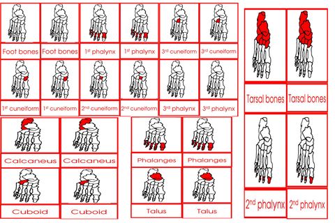 Parts Of The Human Foot Cards Age 3 to 6