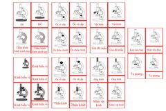 Microscope Nomenclature Cards