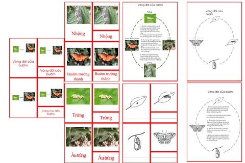 Butterfly Life Cycle Cards & Charts