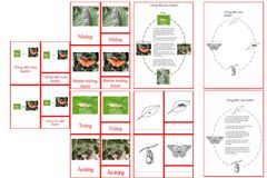 Butterfly Life Cycle Cards & Charts