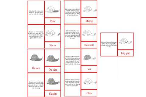 Snail Nomenclature Book