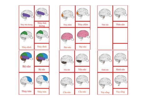 Nomenclature Cards