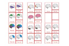 Nomenclature Cards