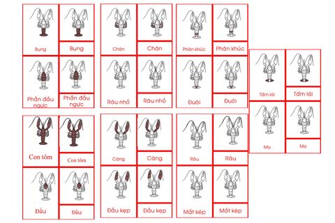 Crayfish Nomenclature Cards