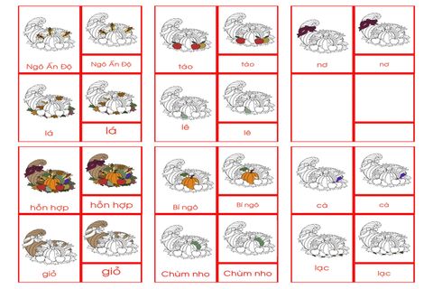 Cornucopia Nomenclature Cards