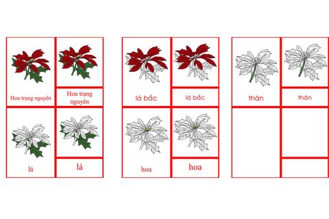 Poinsettia Nomenclature Cards