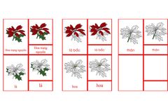 Poinsettia Nomenclature Cards