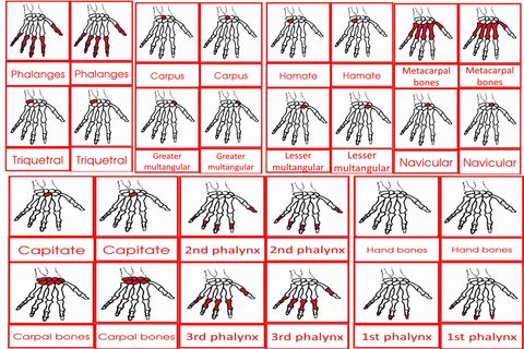 Parts Of The Human Hand Card Age to6