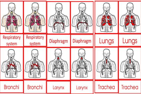 Parts Of The Human Respiratory System Cards Age 3to6