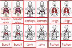 Parts Of The Human Respiratory System Cards Age 3to6