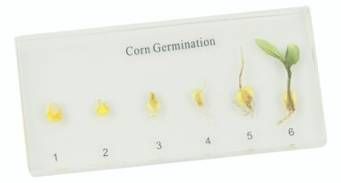 Corn Germination