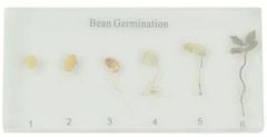 Bean Germination